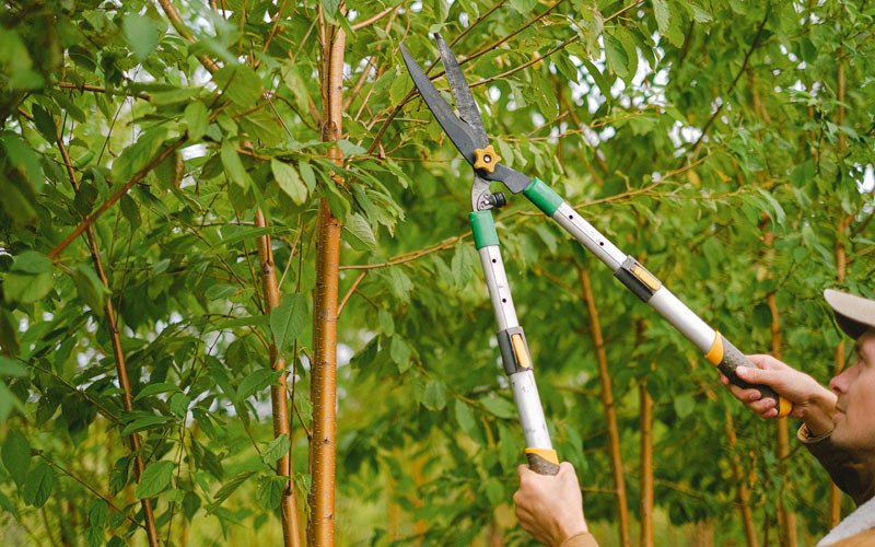 Tree trimming in Fleetville, PA