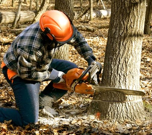 Tree Removal in Fleetville, PA